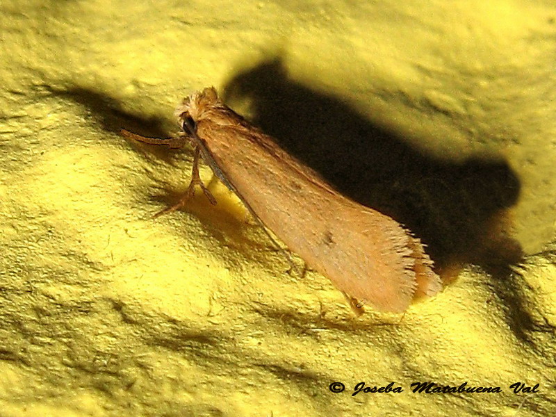 Tinea pellionella - Tineidae? S